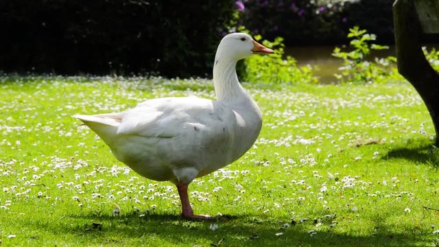 Single domestic goose anser domesticus standing and feeding on the green grass profile view on a sunny day