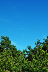 Harvest moon early in the day rising over line of pine forest, spring summer day, Ukraine