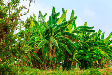 Banana trees with bunches of bananas.