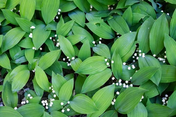 Photo sur Plexiglas Muguet Beau fond de muguet avec des fleurs blanches et des feuilles vertes dans la forêt printanière. Vue d& 39 en-haut.