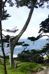 Fototapeta premium Big Sur - Carmel Highlands
