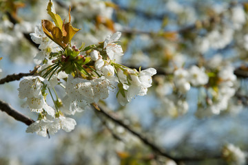 spring cherry