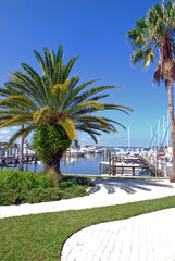 Fototapeta premium Palm Tree