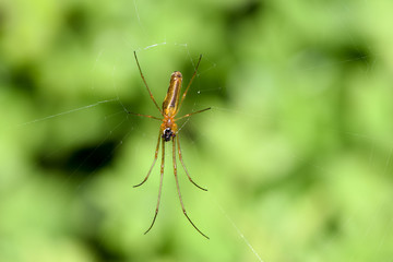 Spinne im Netz