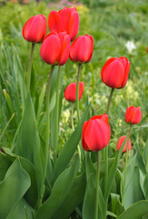  Red tulips