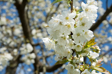 spring cherry