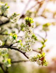  Spring blossom background. Blossom tree. Spring print. Apple tree branch. Apple blossom