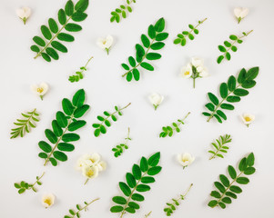 Colorful bright pattern of tree leaves and jasmine flowers on white background