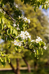 Fototapeta premium Spring blossom background. Blossom tree. Spring print. Apple tree branch. Apple blossom