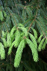 Tannenbaum mit frischen Trieben in Frühling