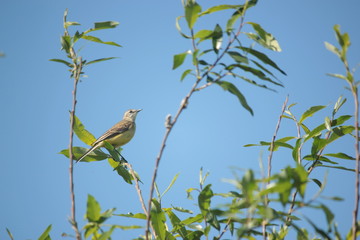Bird on tree