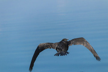 Cormorant birds