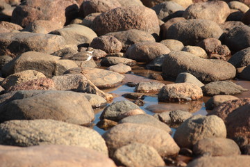 Bird on rock