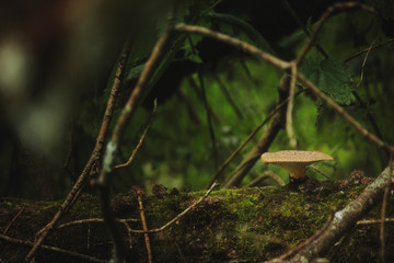 Forest picture