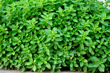 Green oregano, origanum marjoram, plant at home garden