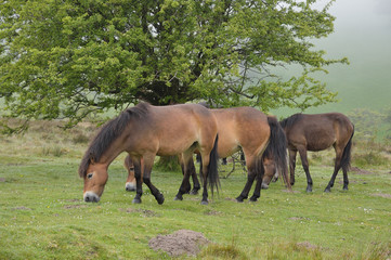 Poneys sauvages dans le massif d'Exmoor (Devon)