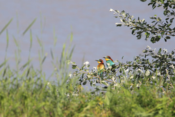 A pair of bee-eaters sitting on one a branch