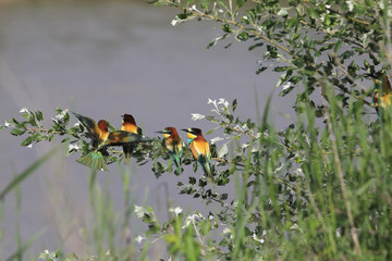 Two pairs of Golden bee-eater. It is difficult for them to sit together on a small branch ...