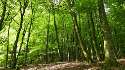 sonniger Buchenwald im Frühling in der Pfalz