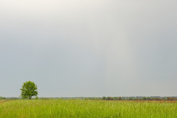 Fototapeta na wymiar lonely tree on a background of the rainy sky
