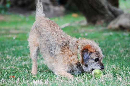 Dog aporting