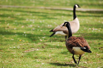 Canadian geese