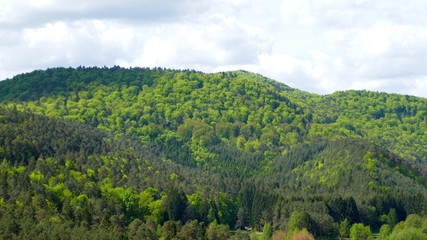 Berge mit grün schattierten Mischwald in der Pfalz