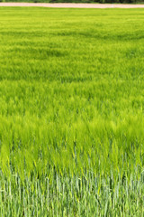 Green Barley Field