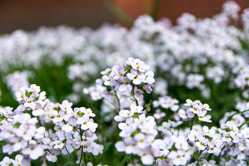 Flowers arabis close-up, white.