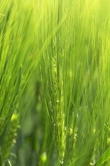 Detail of green Barley Spike