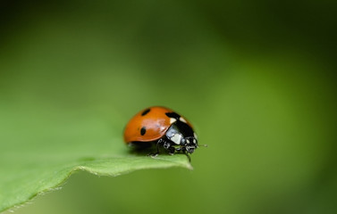 Fototapeta premium ladybug on the leaf of clematis