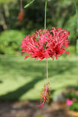 Red Flower Bloom in a Green Garden