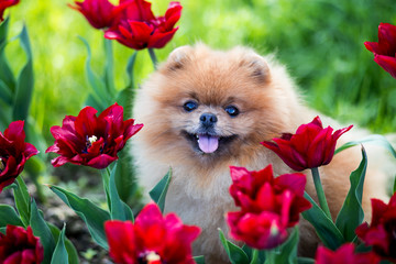 Pomeranian dog in red tulips. Dog with flowers in a park - obrazy, fototapety, plakaty