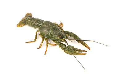 River raw crayfish close-up isolated on white background