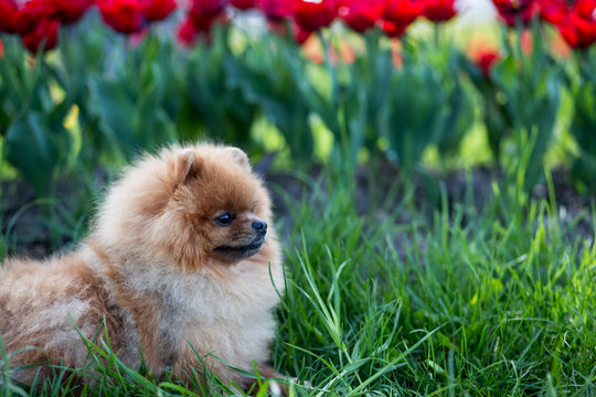 Pomeranian dog in red tulips. Dog with flowers in a park