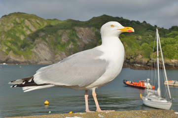 Le port d'Ilfracombe dans le Devon