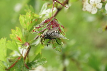 fly on a piece of hawthorn close