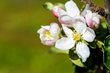 Apple tree in bloom.