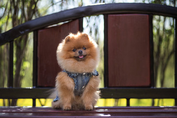  Beautiful and fluffy pomeranian dog. Dog on the bench in a park. Pomeranian on a walk 