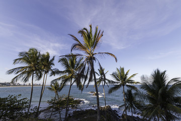 Fototapeta na wymiar Coconut trees on tropical island