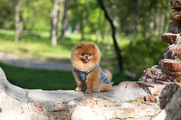Beautiful pomeranian dog in a park. Dog near ruin
