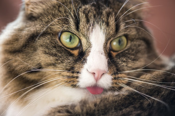 cat shows the language