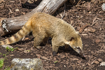 coati