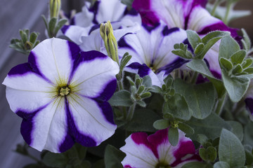 Purple and white petunias in bloom
