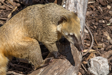 coati