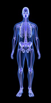 Blue Human Anatomy Body and Skeleton 3D Scan render on black background