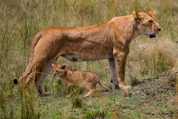  lion desolate in an arcish bush (Panthera leo) 