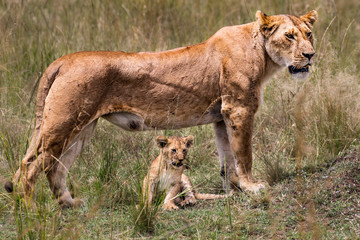  lion desolate in an arcish bush (Panthera leo) 