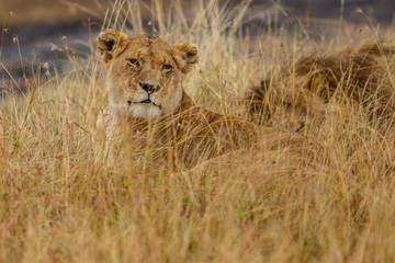  lion desolate in an arcish bush (Panthera leo) 