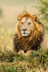  lion desolate in an arcish bush (Panthera leo) 